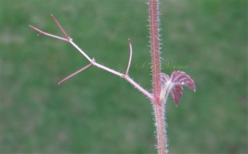  Tendril with apical discs